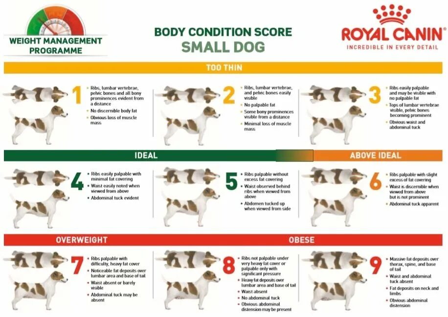 Индекс массы тела собаки. Кондиция тела собаки Роял Канин. Степени ожирения кошек Royal Canin. Плакаты Роял Канин ветеринарные. Стадии ожирения у собак таблица.