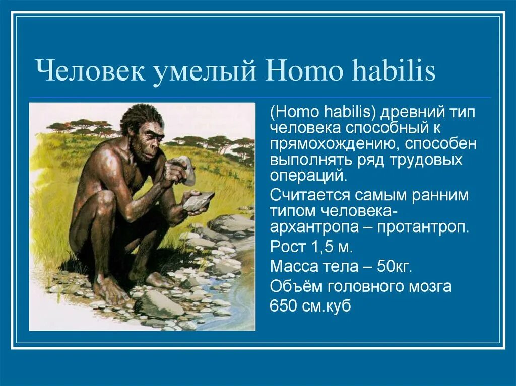 Человек умелый кратко. Homo habilis объем мозга. Человек умелый. Человек умелый homo habilis. Человек умелый хомо хабилис.