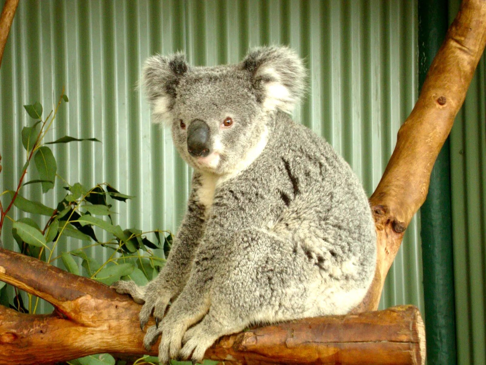 Сумасшедшая коала. Коала парк. Парк Pine walk Koala Park. Животные жарких стран коала.