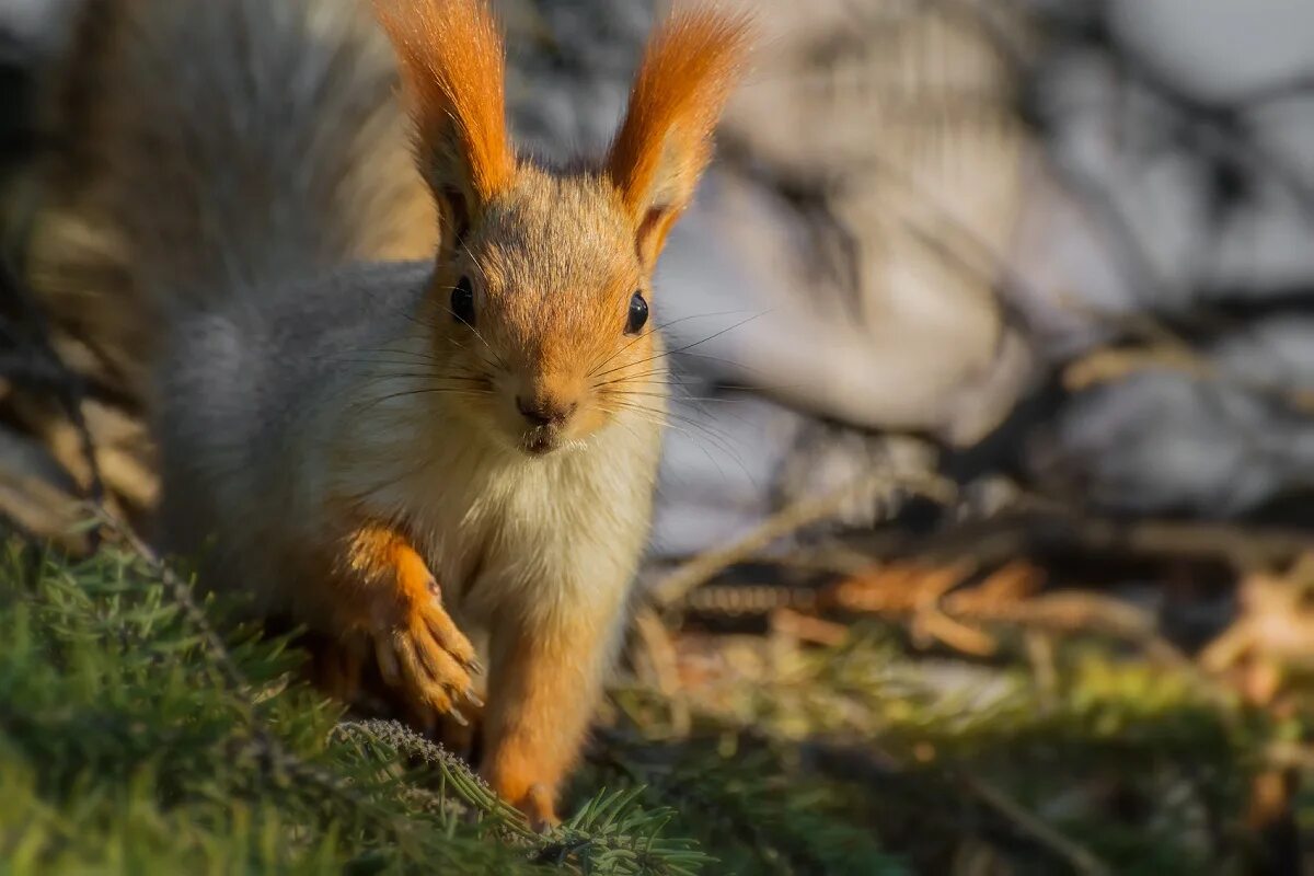 карпатская белка.