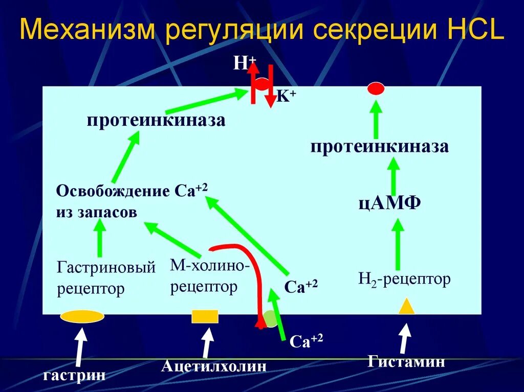 Принцип обратной связи в регуляции функций эндокринной системы. Механизм желудочной секреции. Механизмы регуляции секреции. Регуляция синтеза пролактина. Механизм регуляции кишечной секреции.
