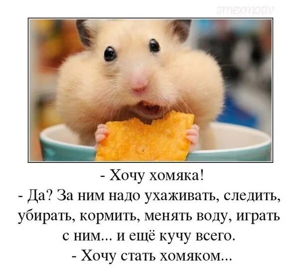 Ошибка в хомяке