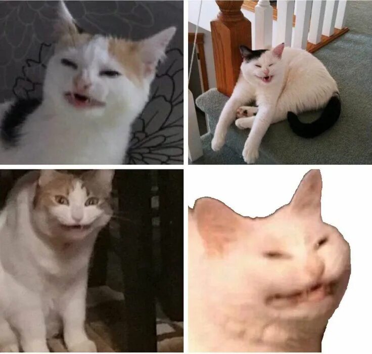 Cat Mouth Meme #cat #catmeme #catmouth #meme #catmouthmeme #mouth #sticker #free