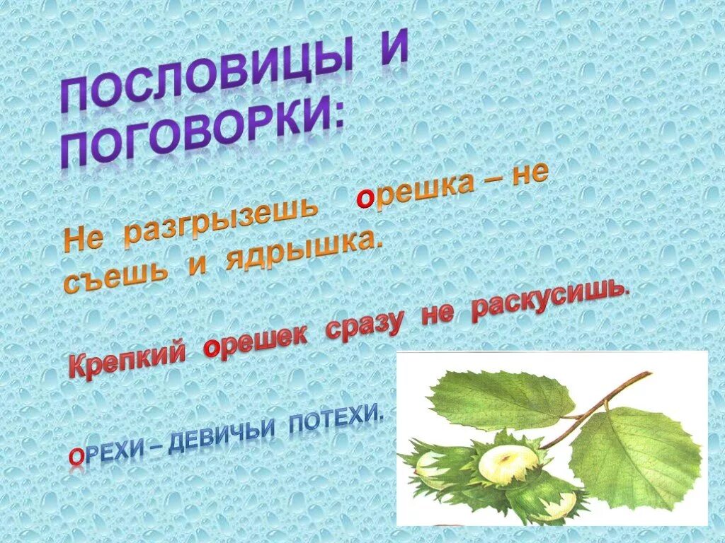 Не разгрызешь ореха пословица продолжение пословицы. Пословицы и поговорки про орехи. Пословицы и поговорки со словом орех. Пословица про орех. Пословица со словом орех.