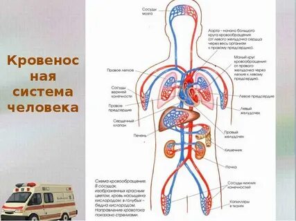 Система человека начиная с наибольшего