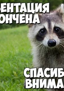 Спасибо за внимание смешные - binebis.ge