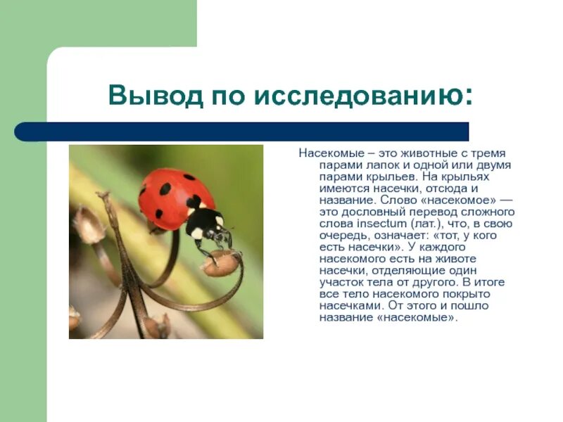 Вывод о насекомых. Вывод по теме насекомые. Способы изучения насекомых. Текст про насекомых