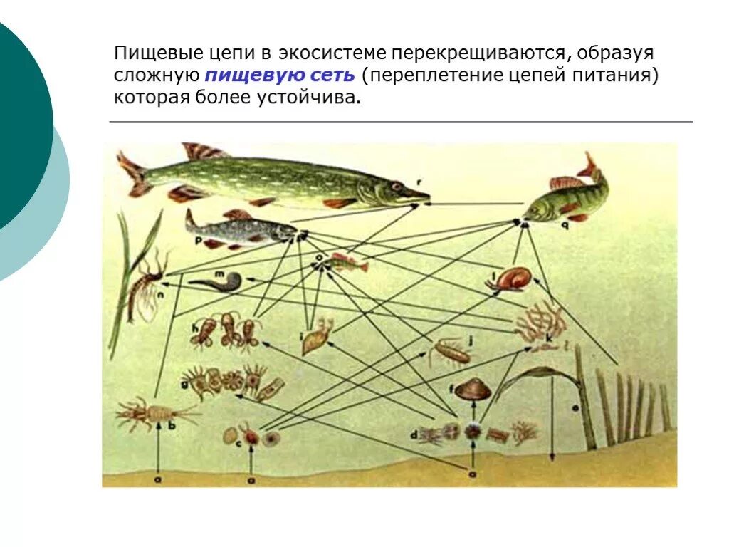 Пищевая сеть это в биологии 9 класс. Пищевая сеть экосистемы. Пищевая цепочка. Пищевые связи в водоеме.