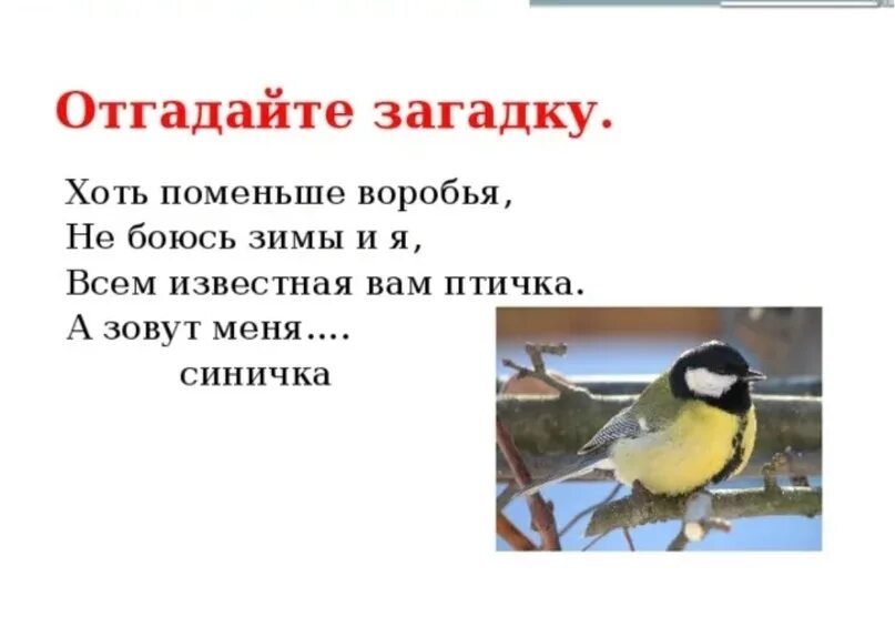 Загадка про птичку синичку. Загадка про синицу для дошкольников. Загадка про синичку для детей. Загадки про синицу для детей 5-6.