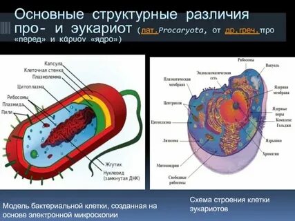 Структуры в клетках эукариот для транспорта
