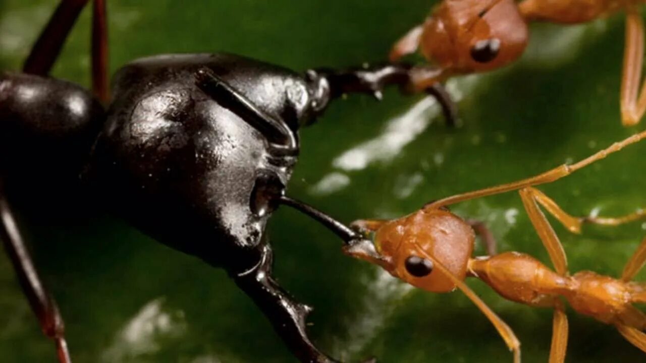Название армейского муравья. Муравьи. Рыжие муравьи. Муравьи в Африке. Разноцветные муравьи.