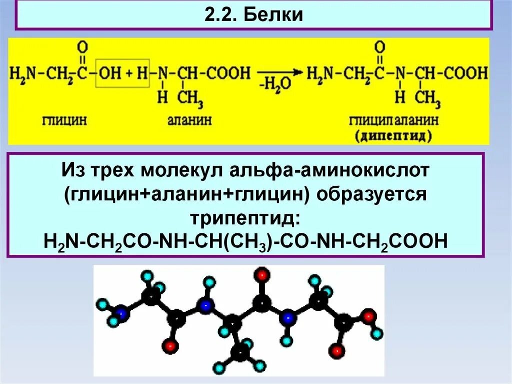 Какие вещества образуются при гидролизе белков. Соединение 3 молекулы аминокислот. Дипептид трипептид. Дипептид Альфа аланина. Реакция образования глицин аланин.