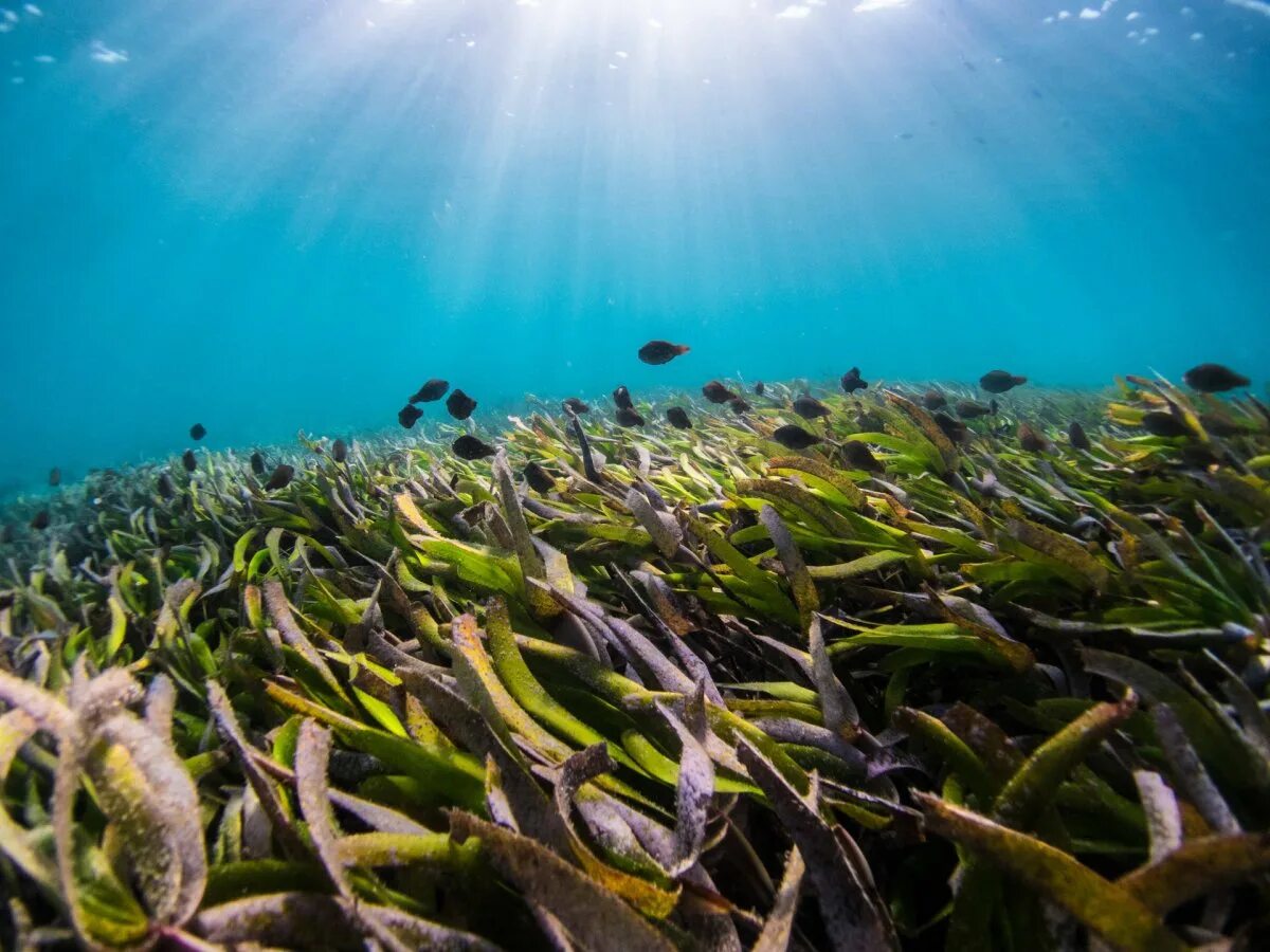 Океанические водоросли. Морские водоросли Северного Ледовитого океана. Морской трава и ламинария. Водоросли в море ламинария. Диатомеи водоросли Тихого океана.