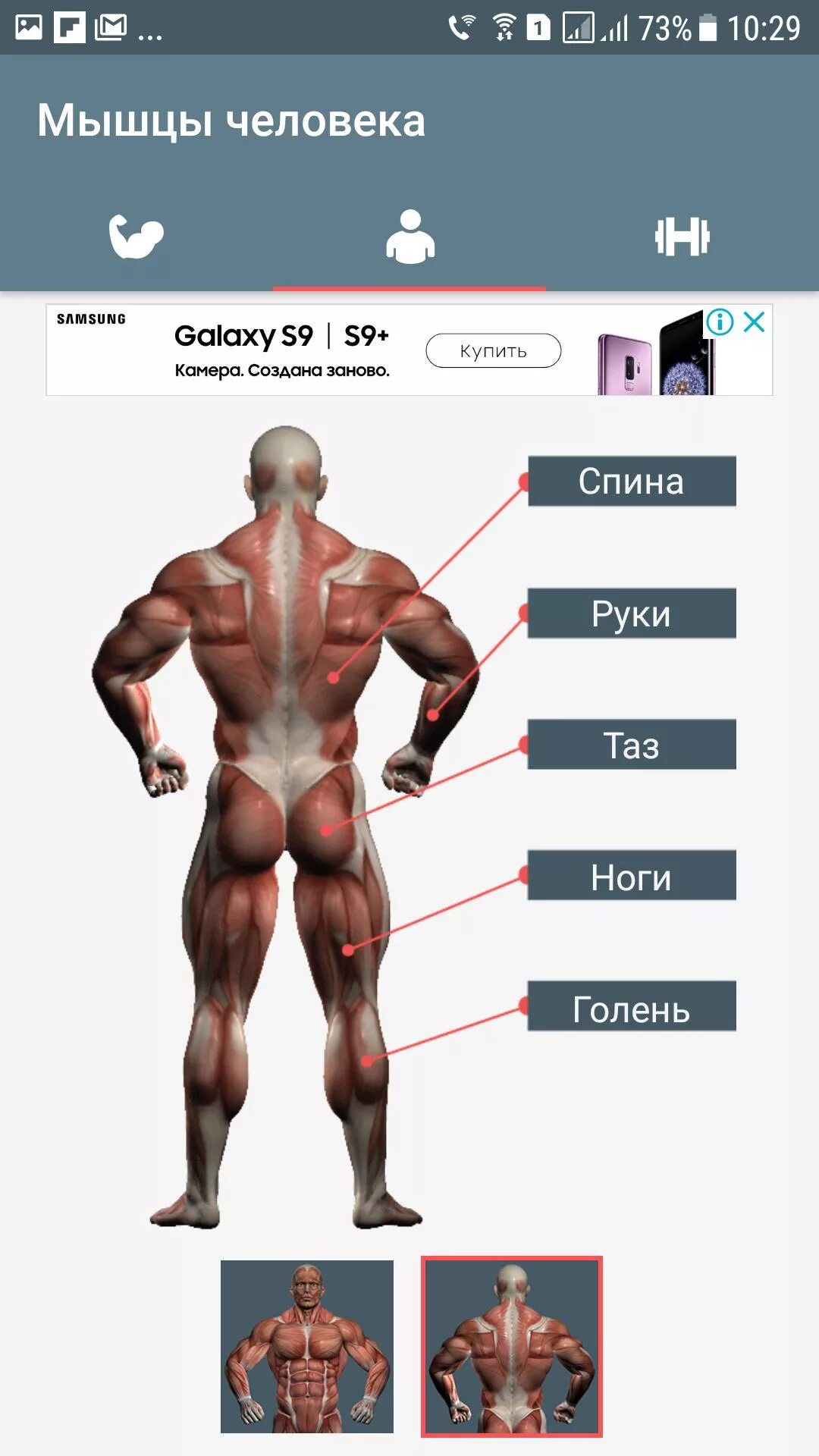 Muscle приложение. Мышцы человека. мышцы человека приложение. самые крупные группы мышц у человека. карточки мышцы человека.