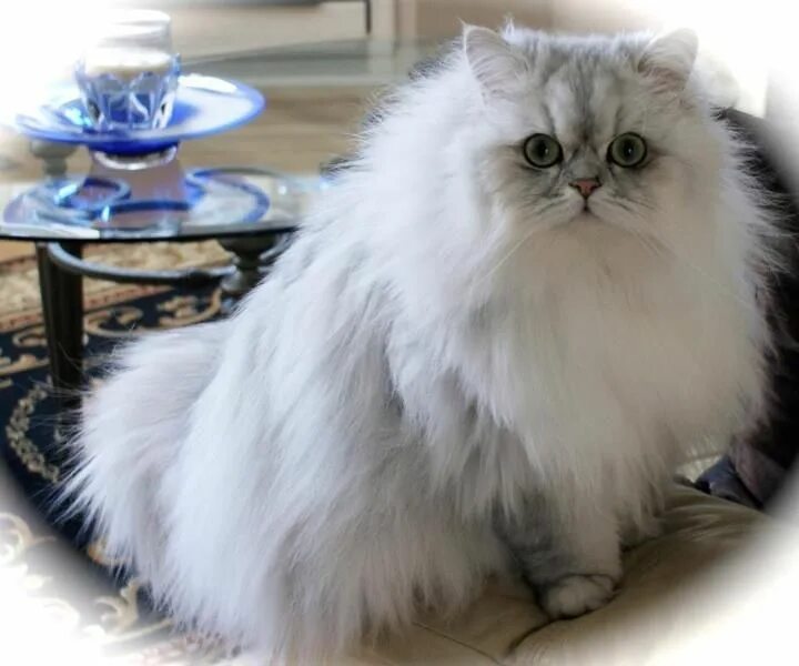 Персидская шиншилла. Персидская длинношерстная шиншилла. Сибирская Персидская шиншилла кошка. Персидская Золотая шиншилла кошка.