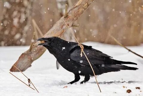 Примета ворона на улице