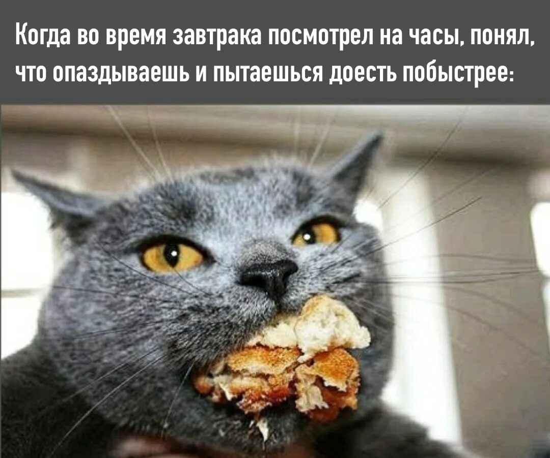 Nothing too much. Regret nothing. Regret Мем. I regret nothing. Кот с колбасой во рту.