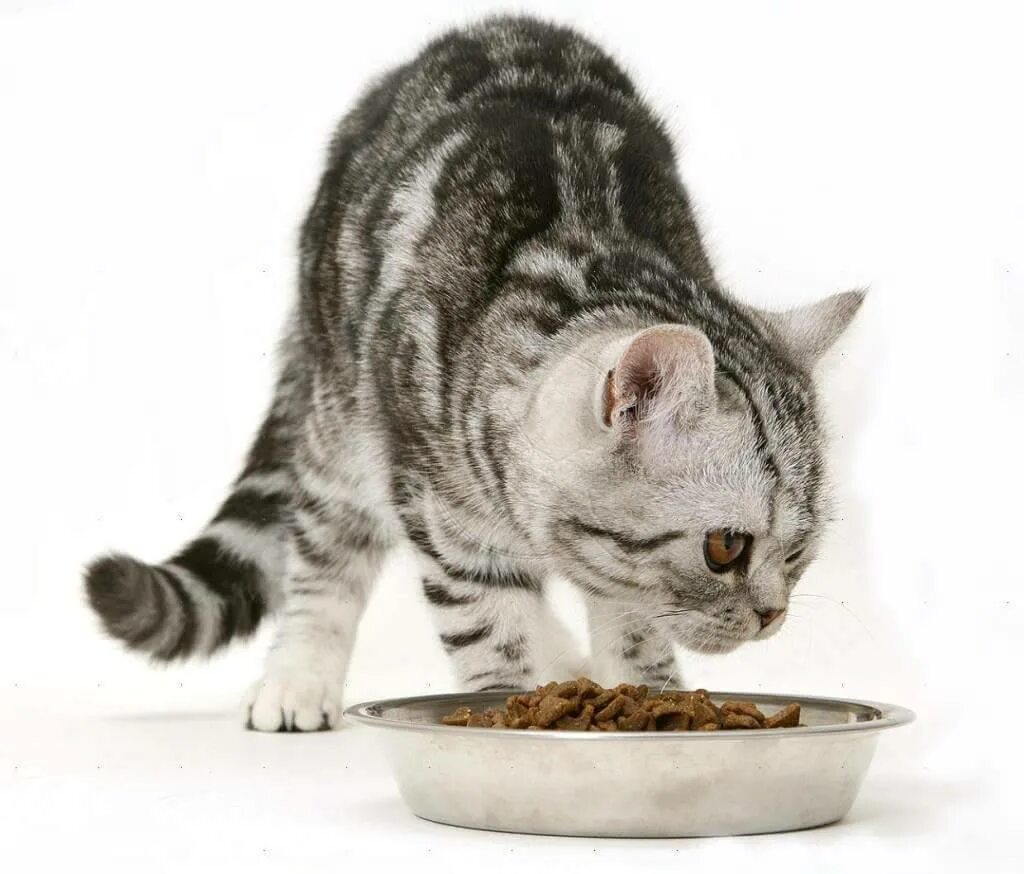Кормить много кошек. Кот кушает. Кот ест корм. Корм для кошек. Кошка ест из миски.