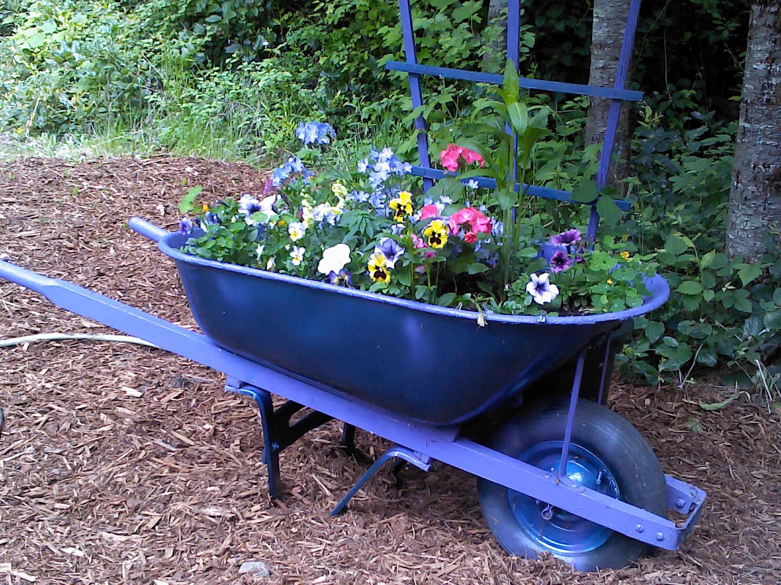 Тачка Садовая / Garden wheelbarrow. Тачка клумба. Цветник в тачке. Клумба из Тачки садовой.