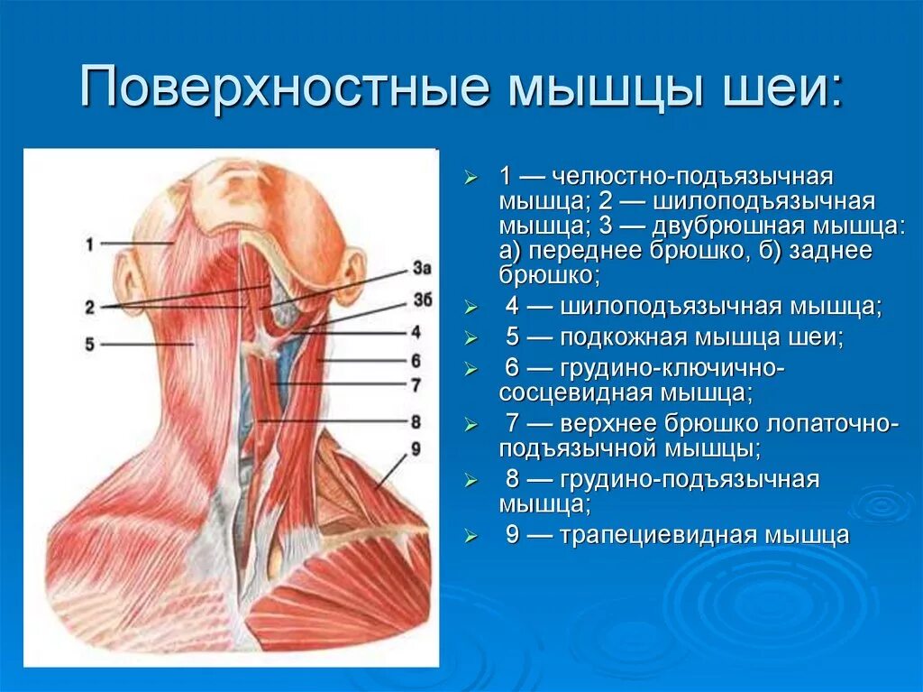 Какая мышца изображена на рисунке. Поверхностные срединные и глубокие мышцы шеи вид сбоку. Поверхностные мышцы шеи вид спереди. Мышцы шеи вид сбоку анатомия.