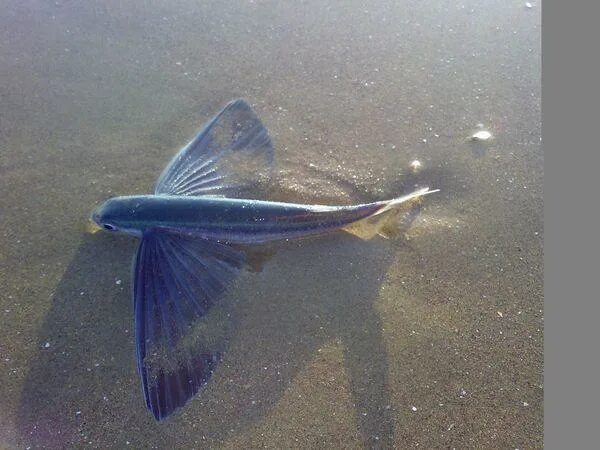 Летучая рыба 2. Четырёхкрылая летучая рыба. Летающая рыба. Стая летучих рыб. Летающая рыба фото.
