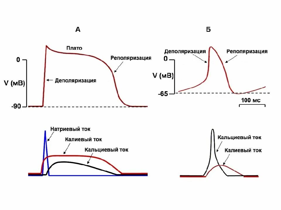 Физиология возбудимых тканей схема. Деполяризация мембраны это в физиологии. Фазы возбуждения тканей физиология. Деполяризация и реполяризация на графике.