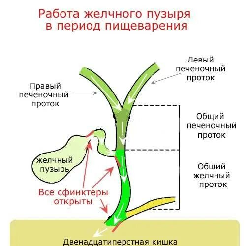 Загиб желчного пузыря что делать. Изогнутый проток желчного пузыря. Функции желчного сока. Шейка желчного протока. Искривление желчного протока.