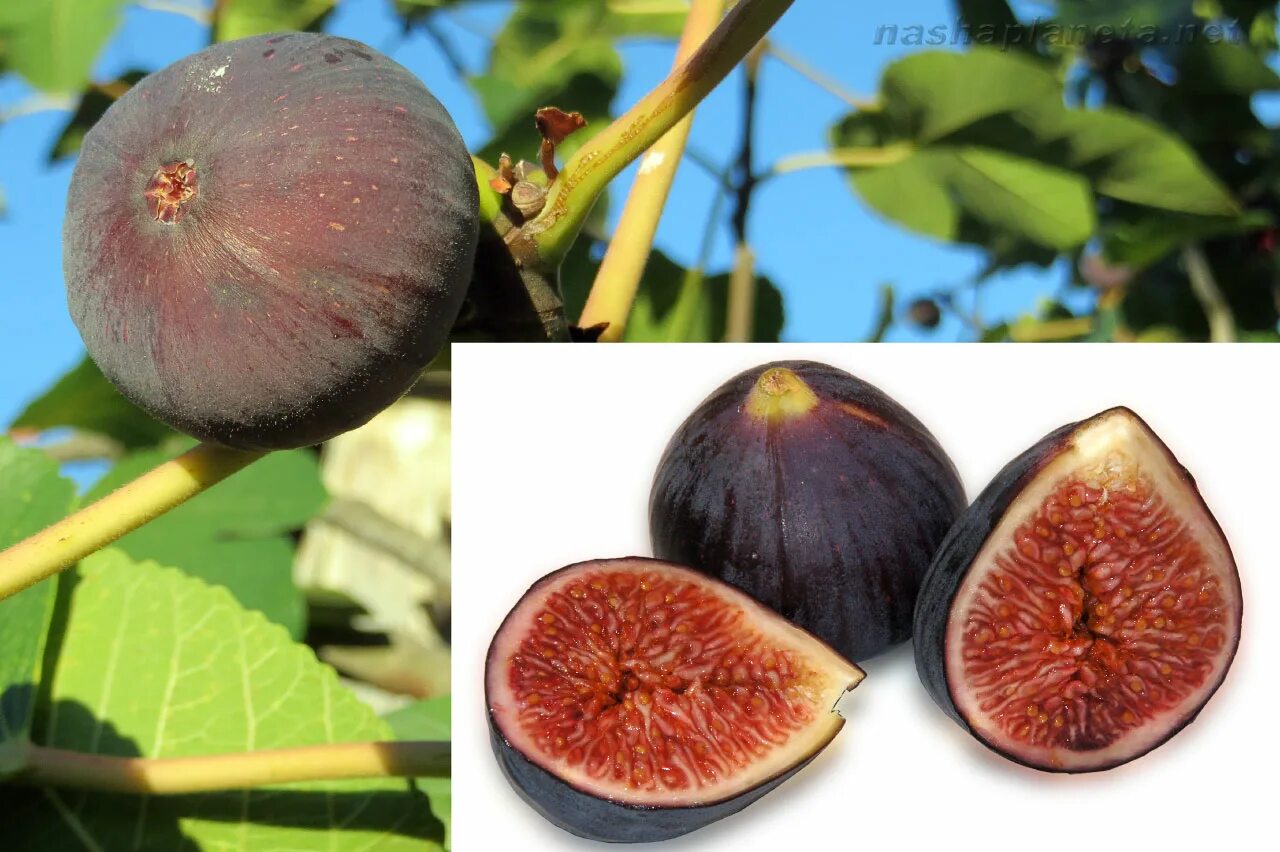 инжир фрукт крым. смоковница, смоква, фиговое дерево. инжир сабруция розовая. смоковница фиговое дерево. фикус карика (ficus carica).