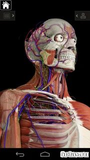 Anatomy learning 3d атлас
