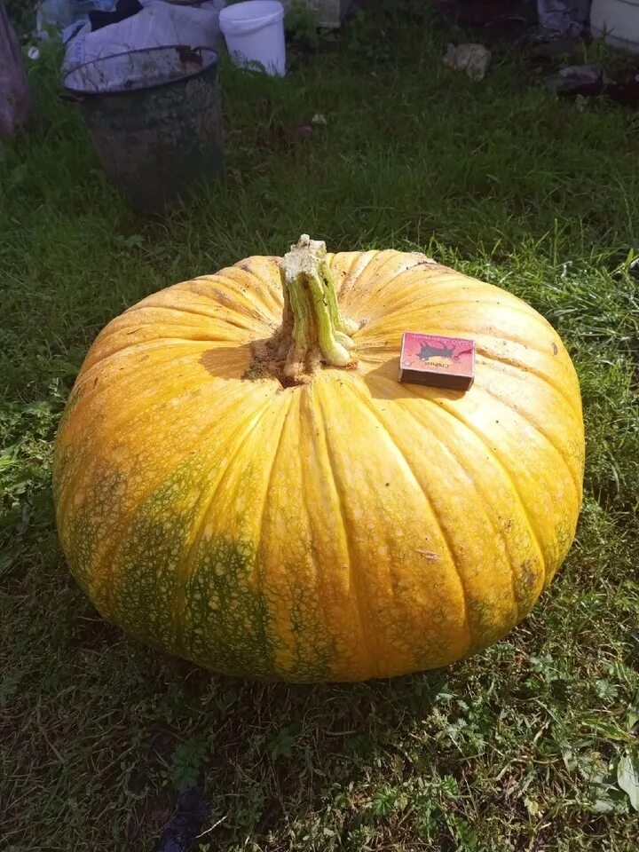 Тыква шуга бейби. 800 тыкв. Тыква. Красивая тыква. Поле урожай.