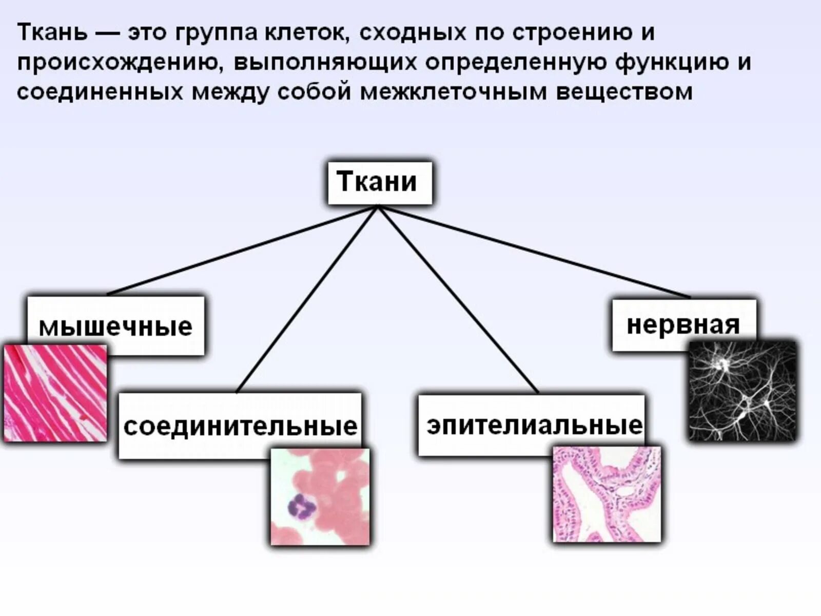 Какие типы тканей вы знаете