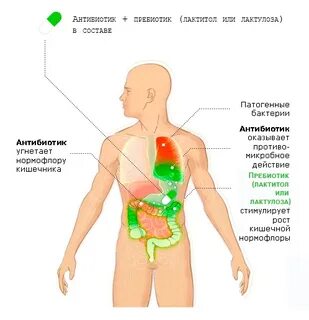 Организм после антибиотиков