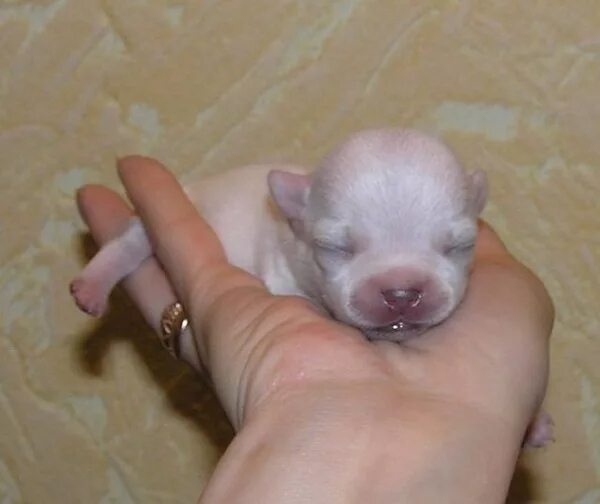 Родился слепой щенок. Новорожденный щенок чихуахуа. Новорожденные щенки чихуахуа. Новорожденные щенки чихуа. Щенки чихуахуа Дандар Новорожденные.