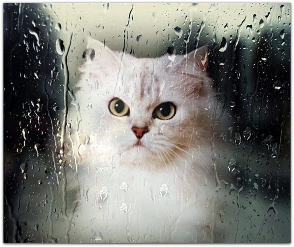 кот и дождь. котик под дождем. кошка дождя. котики дождь. котик под дождем.