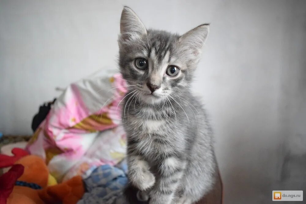 Кличка полосатому котенку мальчику