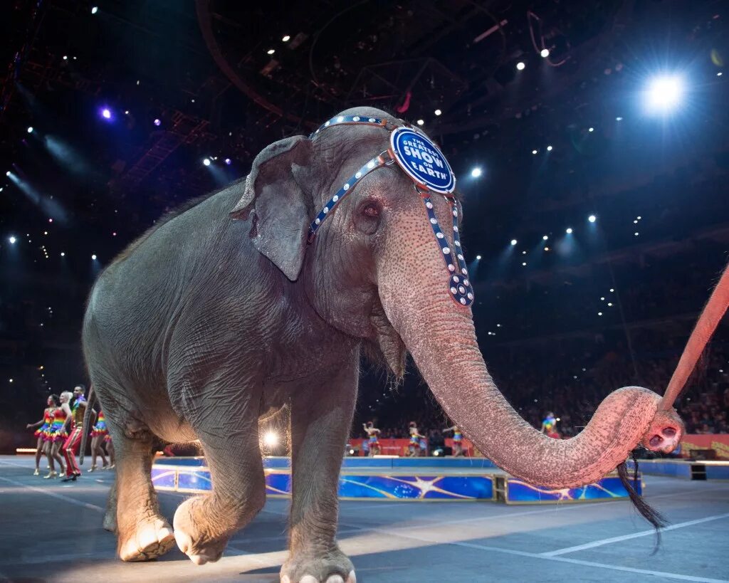 Elephant go go
