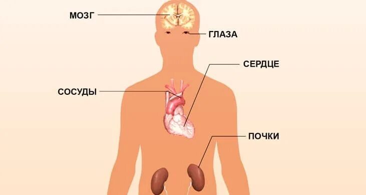 Органы мишени артериальной гипертензии. Органы мишени при гипертонии. Гипертоническая болезнь органы мишени. Органы мишенипл гипертонии.