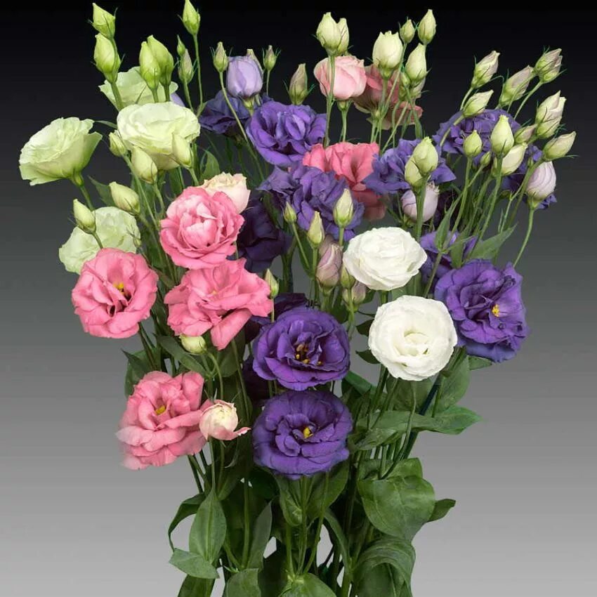 Эустома долго стоит. Эустома. эустома лизиантус. эустома (lisianthus). эустома фламенко голубая.