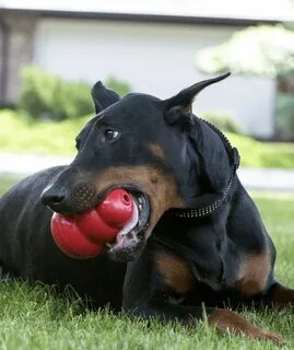 Most pet