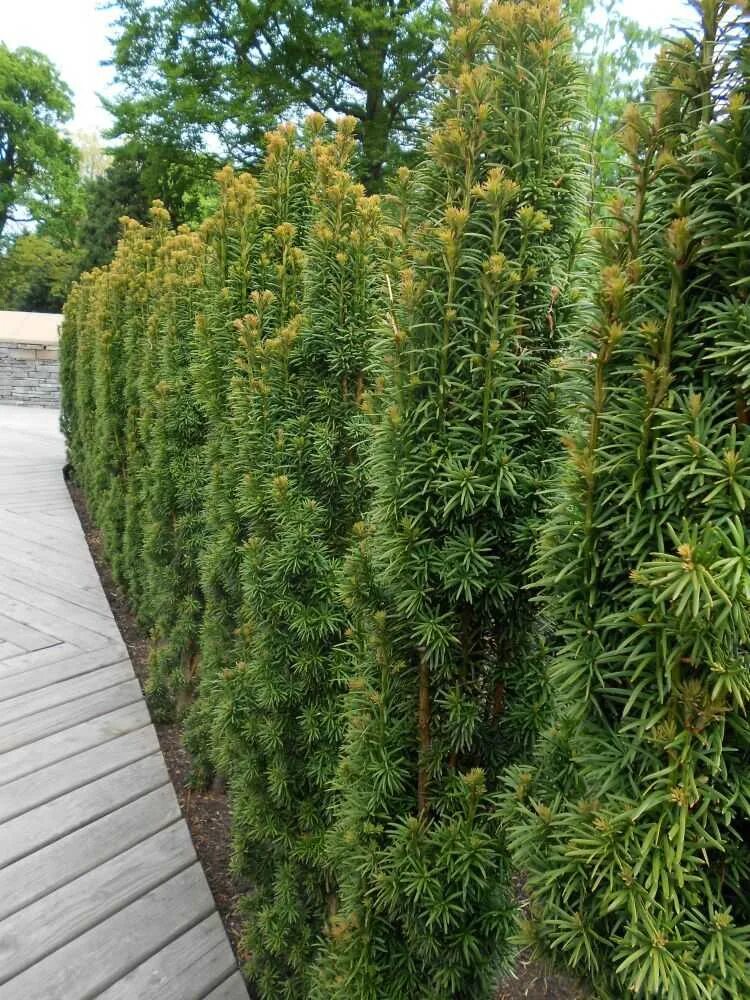 Туя Фастигиата. Тисс ягодный (Taxus baccata. Тис ягодный Фастигиата. Тисс baccata elegantissima.