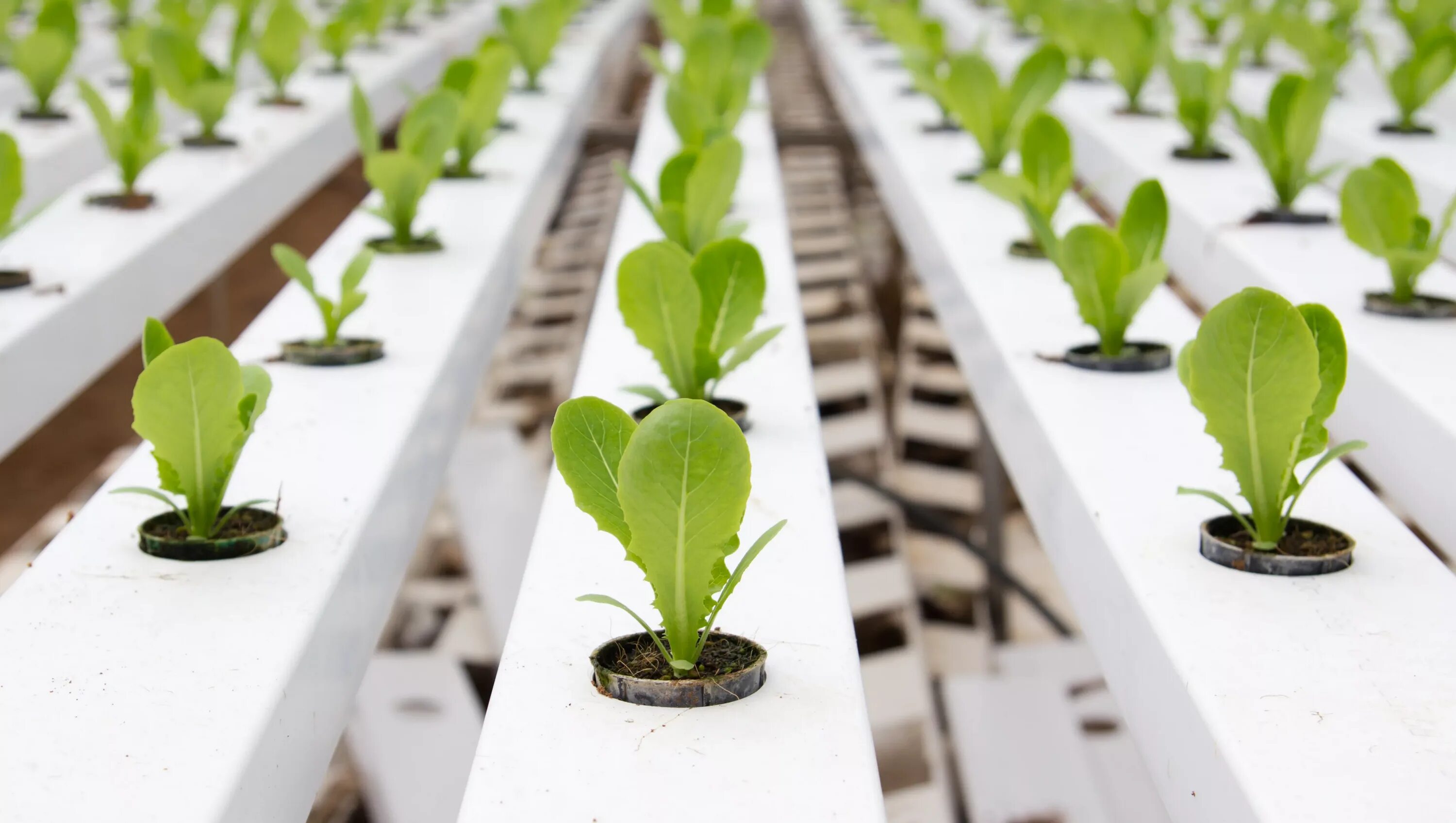 Plant culture. Гидропонная плантация. Рассада на гидропонике. Рассада овощей. Рассада салата.