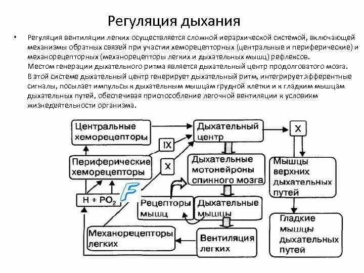 Последовательность этапов рефлекторной реакции кашля у человека. Легочная вентиляция, механизм регуляции.. Периферические и центральные механизмы регуляции дыхания. Рефлекторные механизмы регуляции вентиляции легких. Схема хеморецепторов в регуляции дыхания.