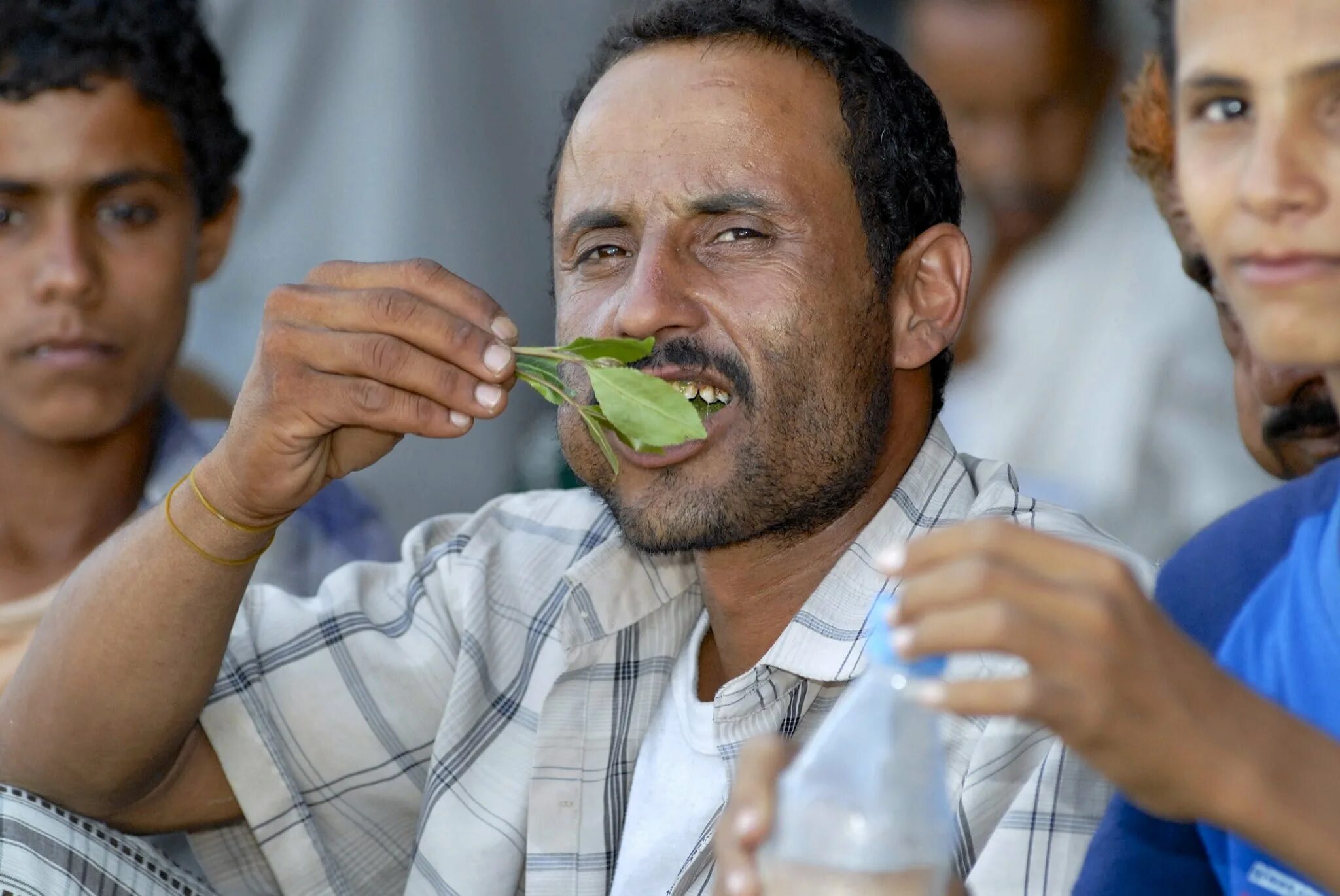 Йемер. Кат йемен трава. Кат йемен трава. Йемер. Северный и южный йемен карта.