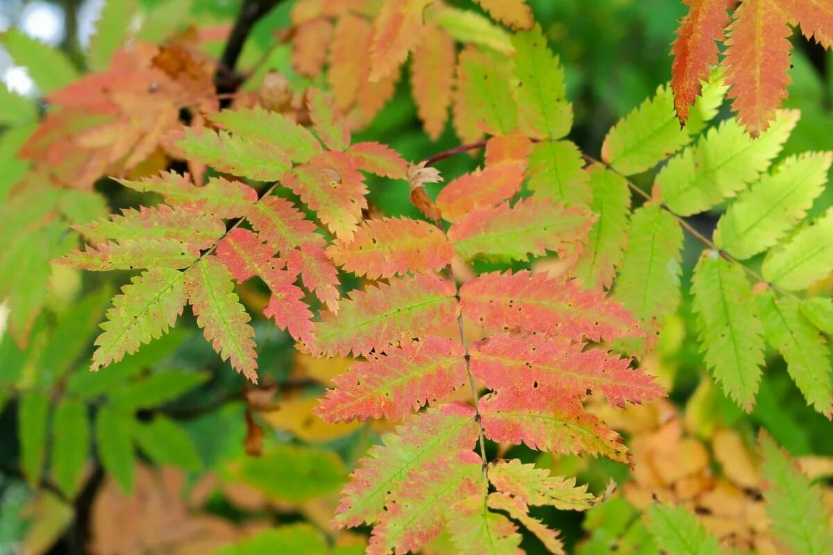 Sorbus aucuparia лист. Рябина ольхолистная. Рябина обыкновенная sorbus aucuparia. Рябиновый лист осенью. Рябина бузинолистная.