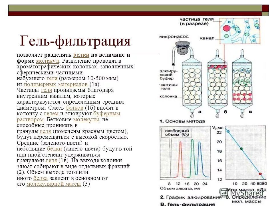 гель фильтрация белков принцип метода. метод гель фильтрации белков. гель фильтрация белков принцип метода. гель-фильтрационная хроматография белков. гель фильтрация принцип метода.