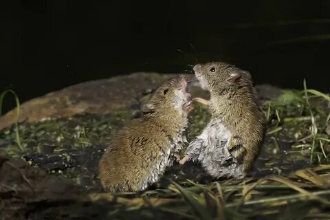 Хомяки дерутся