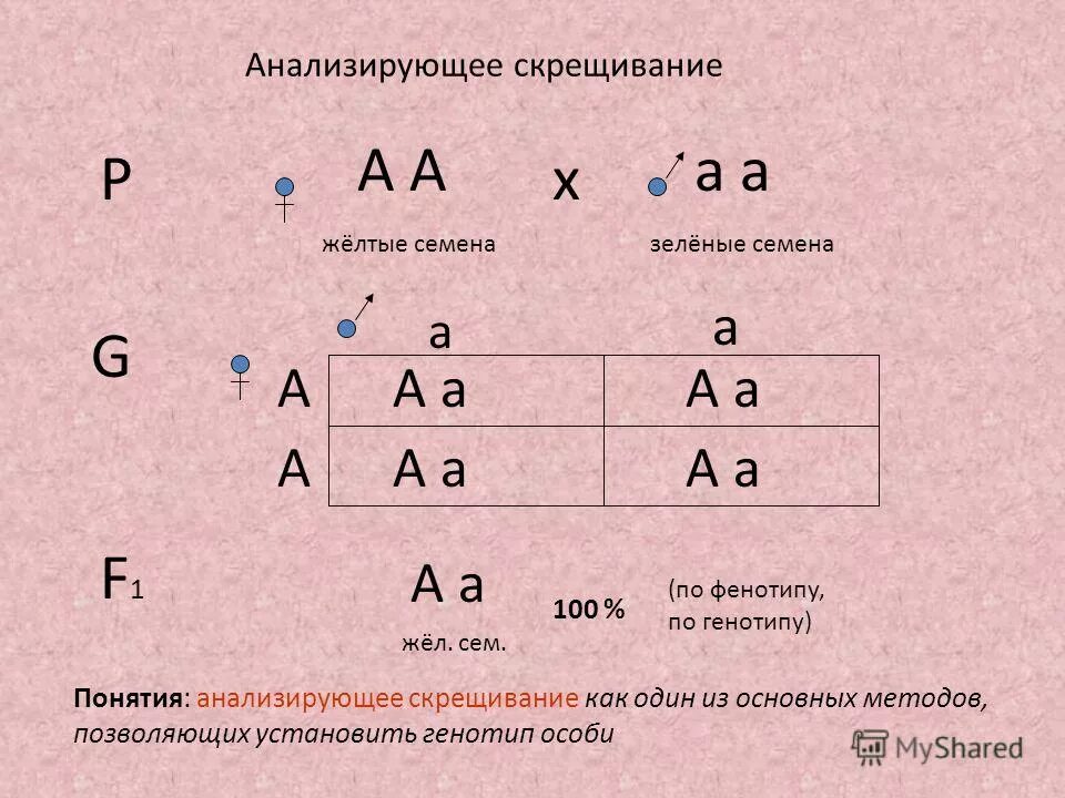 Запишем соотношение генотипов и фенотипов. Схема анализируемого скрещивания АА И АА. Анализирующее скрещивание. Анализирующее скрещивание Менделя. Анализирующее скрещивание задачи.