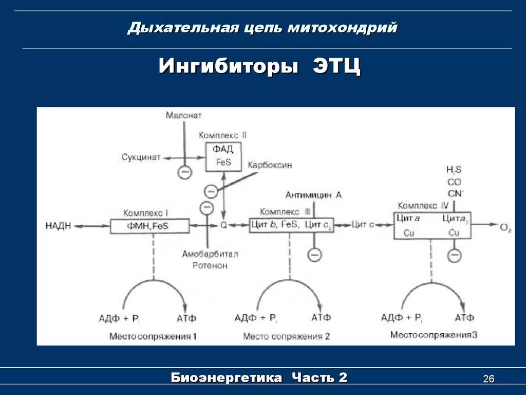 Последовательность образования атф в митохондриях. Дыхательная цепь 2 типа биохимия. Дыхательная цепь митохондрий биохимия. Дыхательная цепь 1 типа биохимия. Ферменты дыхательной цепи биохимия.