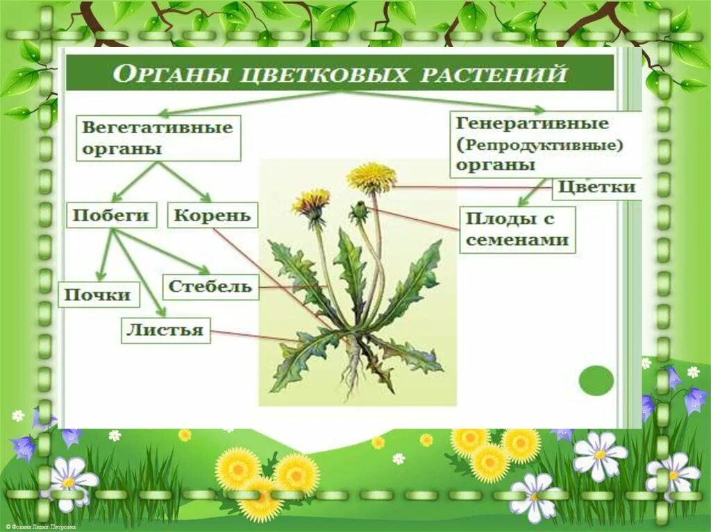 Строение растения в связи с условиями. Внешнее строение растений. Царство растений строение. Общая характеристика растений. Царство растения. Внешнее строение и.