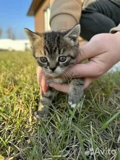 Авито старый оскол котята